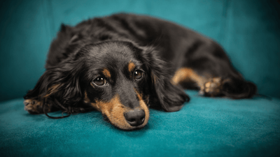 Qual è il miglior divano letto per chi ha un animale domestico?